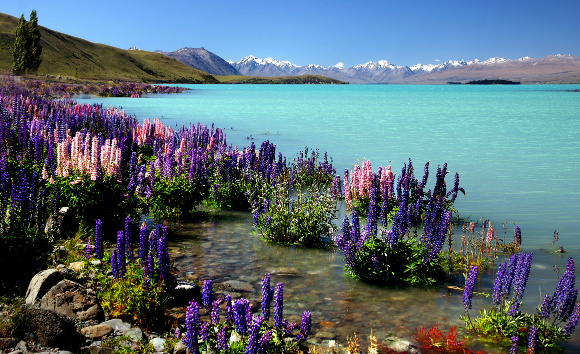 Lake_Tekapo_with_Lupins